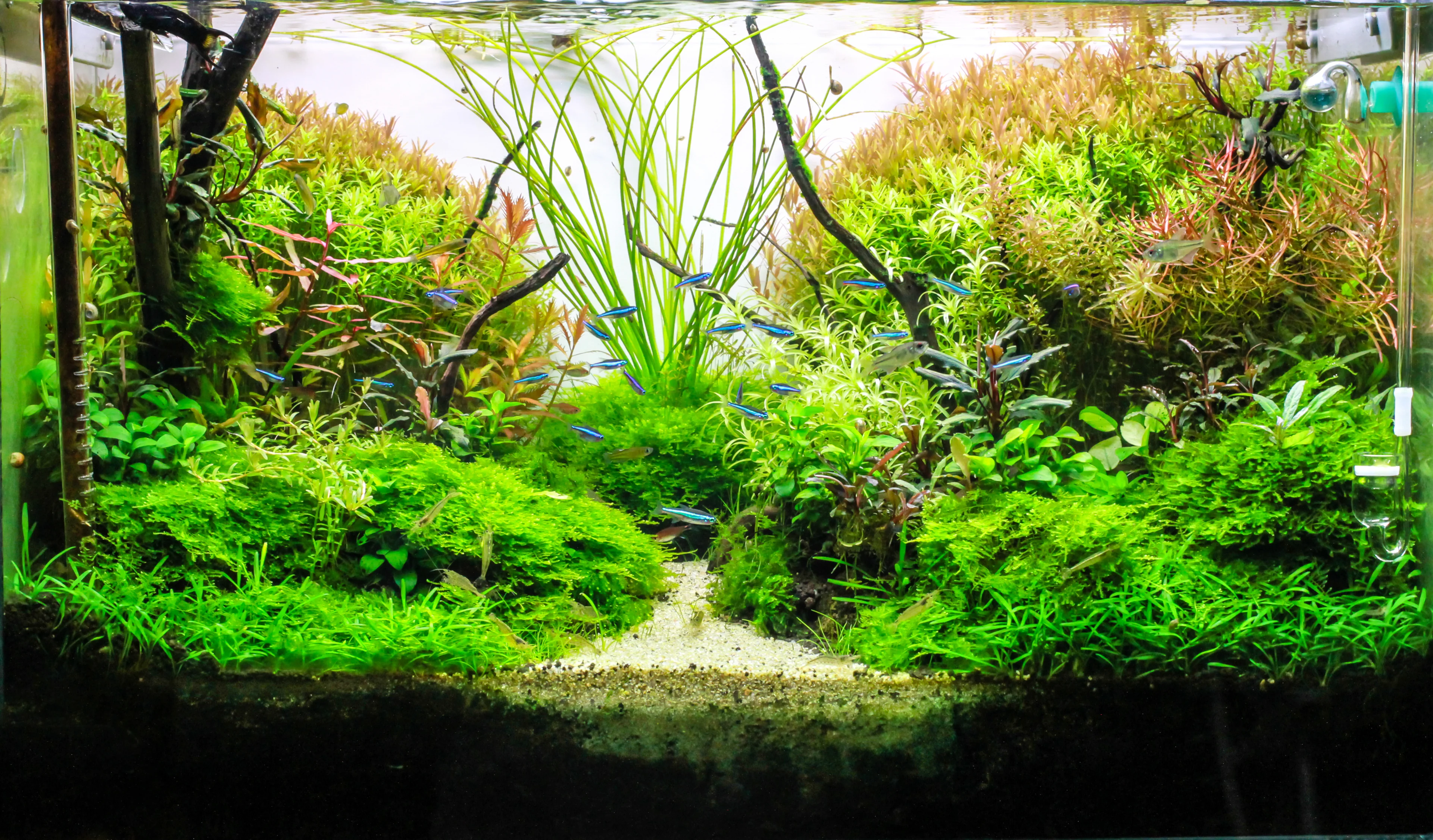Master the Art of Aquascaping