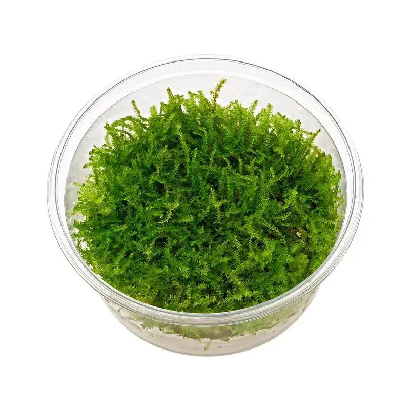 Moss