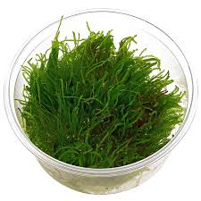 Easy Care Plants